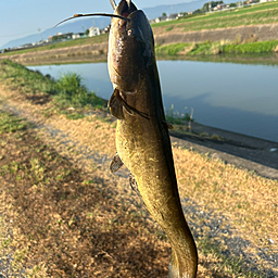 ナマズ