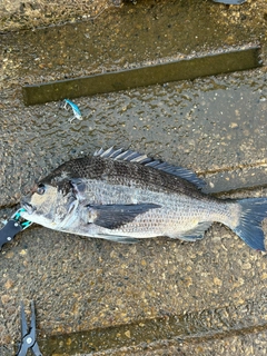 クロダイの釣果