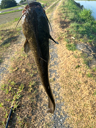 ナマズの釣果