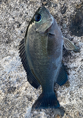 メジナの釣果