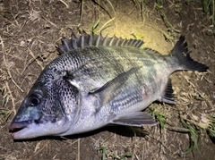 チヌの釣果