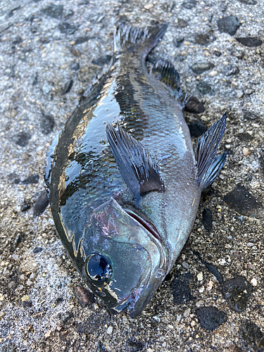 メジナの釣果