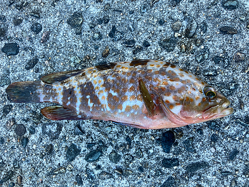 キジハタの釣果