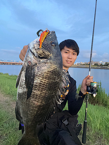 チヌの釣果