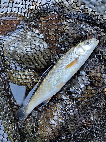 ウグイの釣果