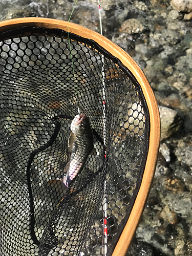 イワナの釣果