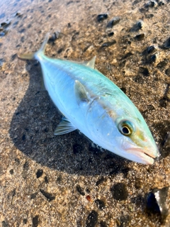 ツバスの釣果