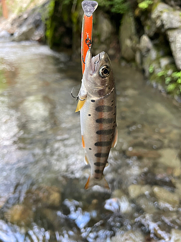 ヤマメの釣果