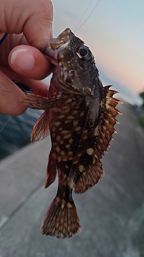 カサゴの釣果