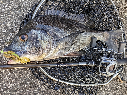 チヌの釣果