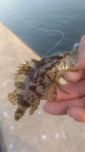 タケノコメバルの釣果