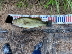 ブラックバスの釣果