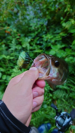 ブラックバスの釣果
