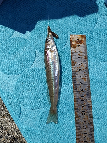 キスの釣果