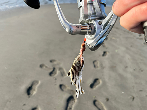 コトヒキの釣果