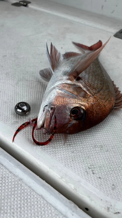 タイの釣果