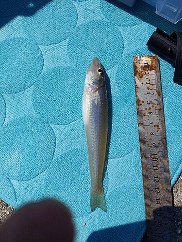 キスの釣果