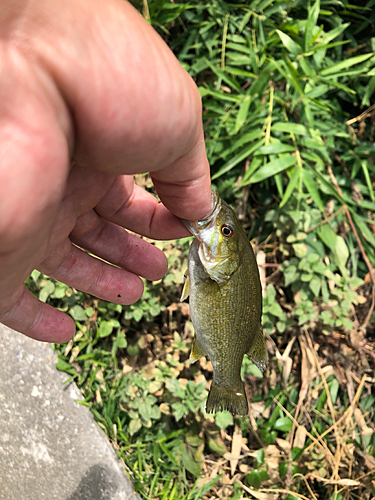 スモールマウスバスの釣果