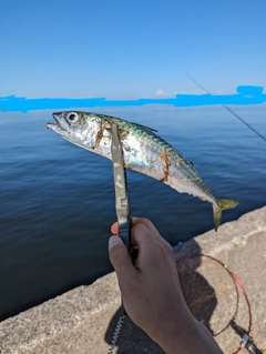 サバの釣果