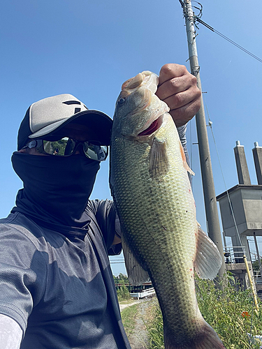 ブラックバスの釣果