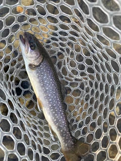 イワナの釣果