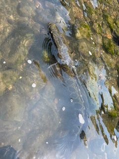 ライギョの釣果