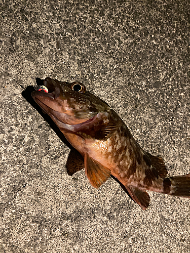 カサゴの釣果