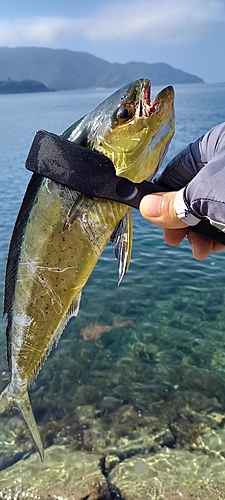 シイラの釣果