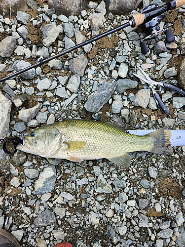 ブラックバスの釣果