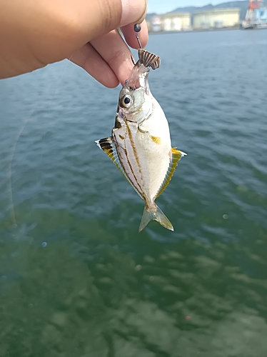 ヒイラギの釣果