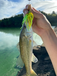 ラージマウスバスの釣果