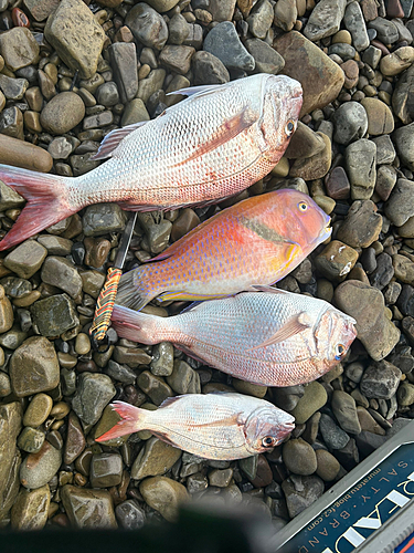 タイの釣果