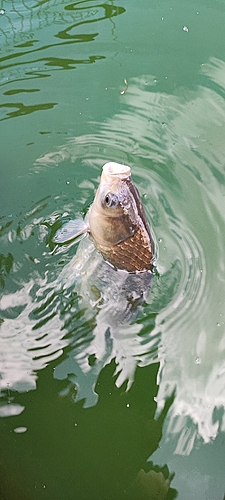 ヘラブナの釣果