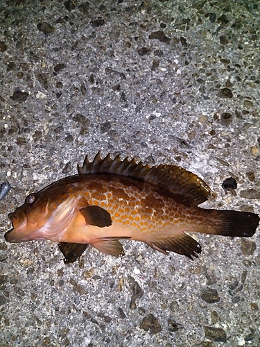 アコウの釣果