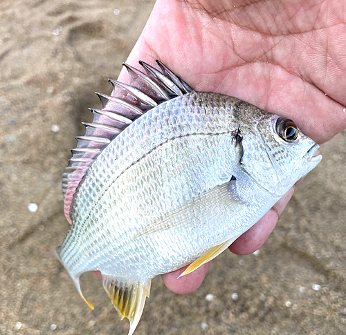 キビレの釣果