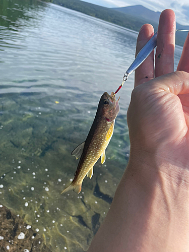 アメマスの釣果