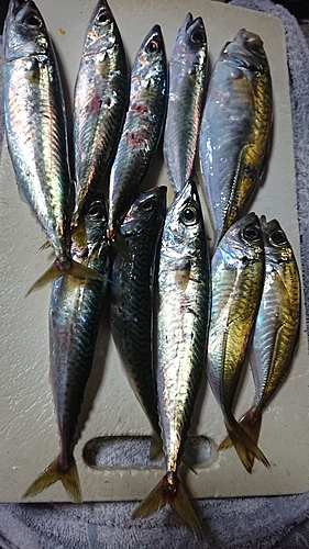 アジの釣果