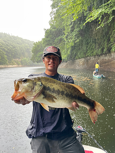 ブラックバスの釣果