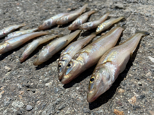 シロギスの釣果