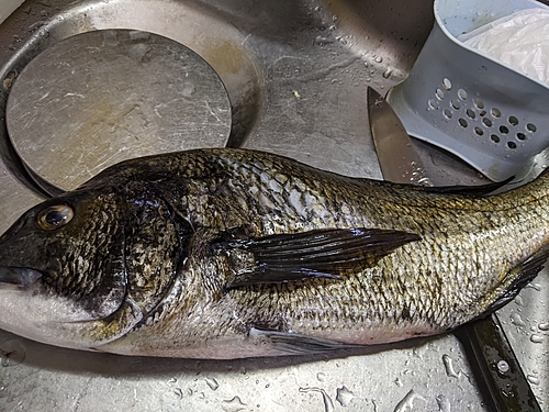 チヌの釣果