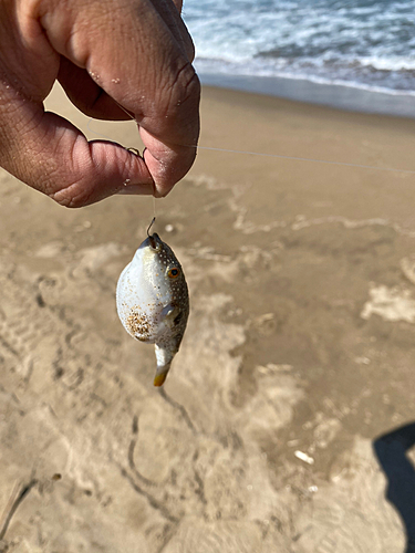 クサフグの釣果