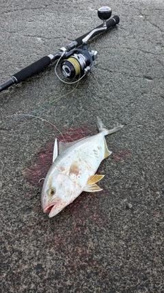 ショゴの釣果