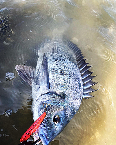 チヌの釣果