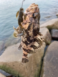 タケノコメバルの釣果