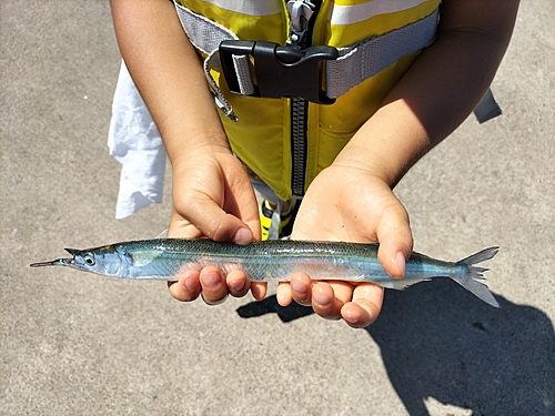 サヨリの釣果