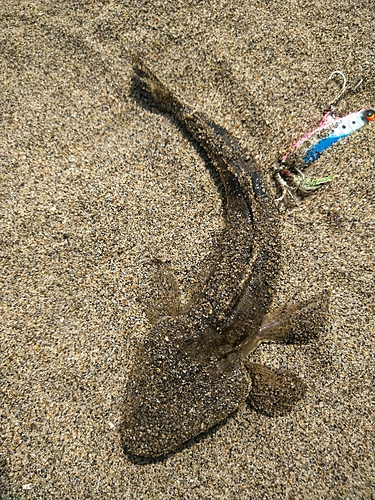 マゴチの釣果