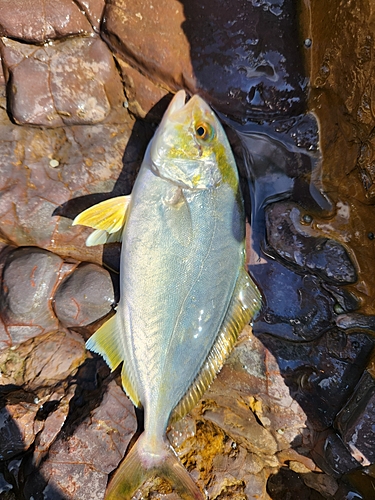 シオの釣果