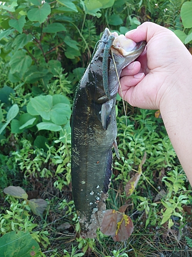 ナマズの釣果