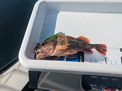 カサゴの釣果