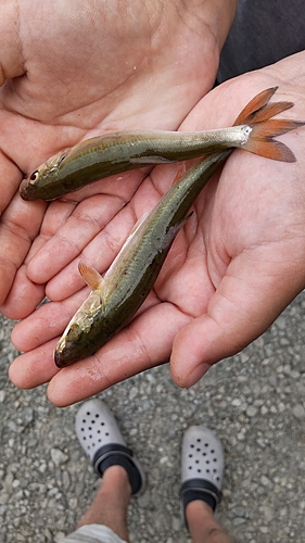 ウグイの釣果